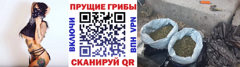 Купить  Буй  Псилоцибиновые грибы мицелий 